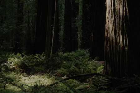 Hermoso pero peligroso: ¿Qué es el Triángulo Esmeralda, el escenario de 'Sasquatch' de Hulu?