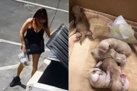 Kvinde påstås fanget tippepose med 7 nyfødte hvalpe i Coachella