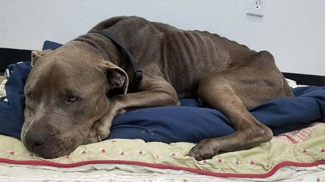 Texas, uomo arrestato per crudeltà sugli animali dopo aver portato a spasso un cane morto